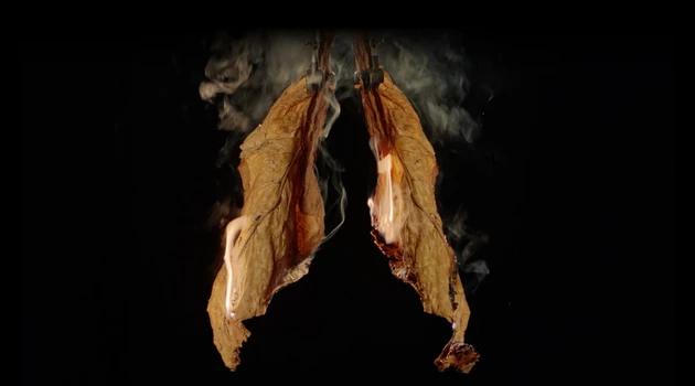 Tobacco leaves in the shape of lungs
